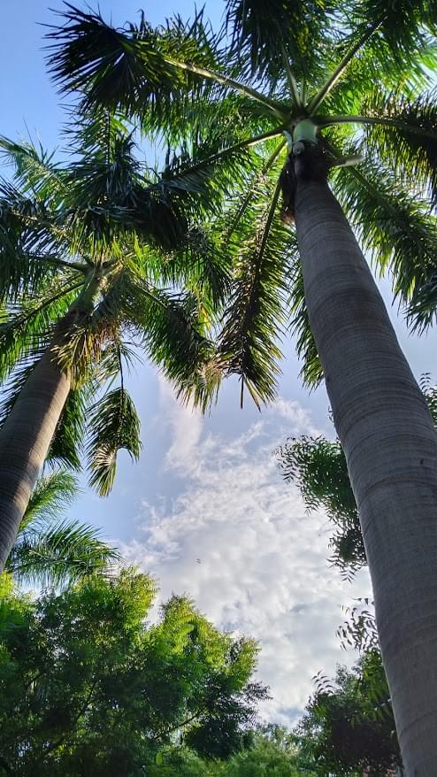 Delhi School of Economics, University of Delhi Campus Photos photo 23